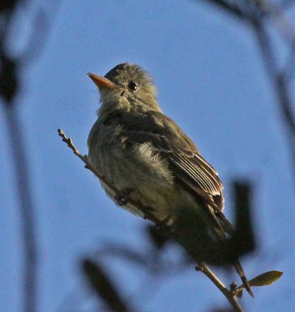 Photo (5): Greater Pewee