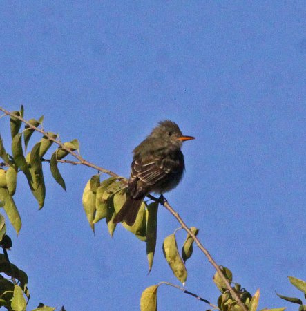 Photo (6): Greater Pewee
