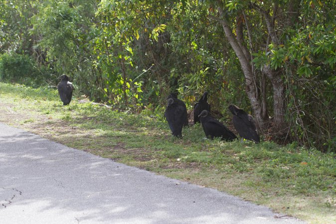 Photo (10): Black Vulture