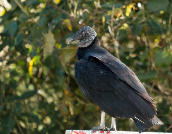 Photo (14): Black Vulture