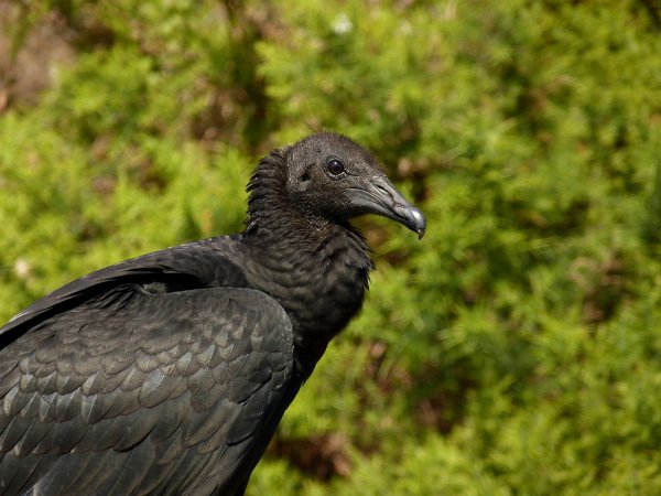 Photo (1): Black Vulture