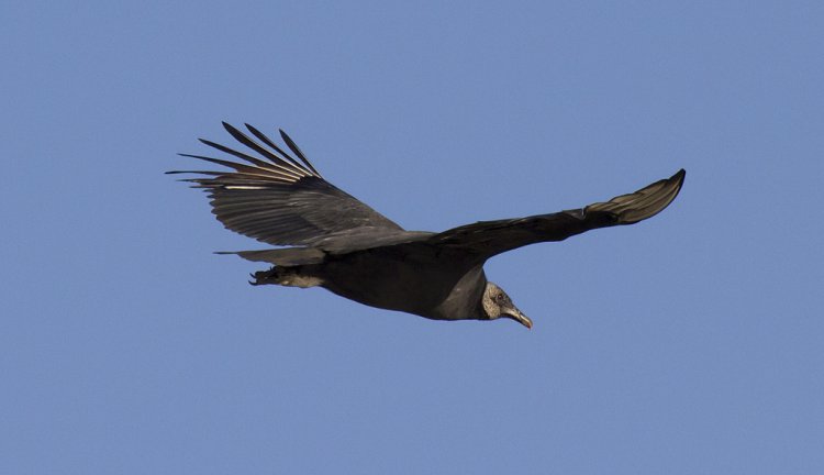 Photo (2): Black Vulture