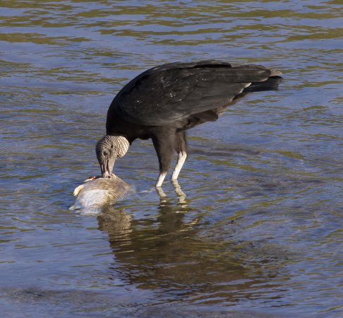 Photo (21): Black Vulture
