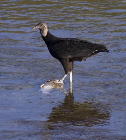 Photo (20): Black Vulture