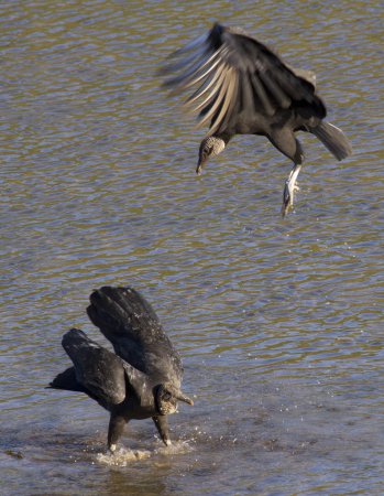 Photo (22): Black Vulture