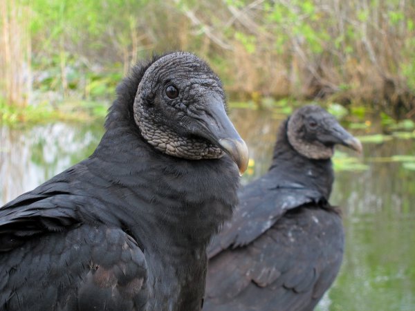 Photo (3): Black Vulture