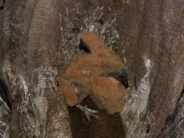 Photo (23): Black Vulture