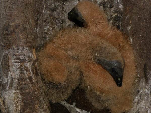 Photo (24): Black Vulture