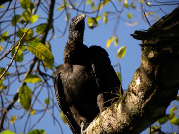Photo (11): Black Vulture