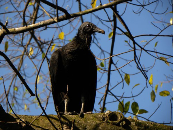 Photo (19): Black Vulture