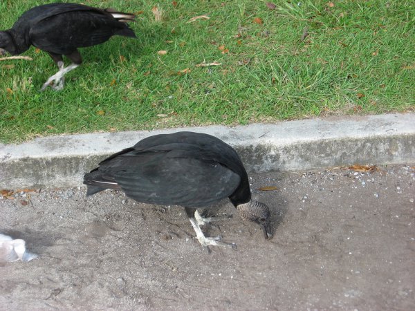 Photo (16): Black Vulture