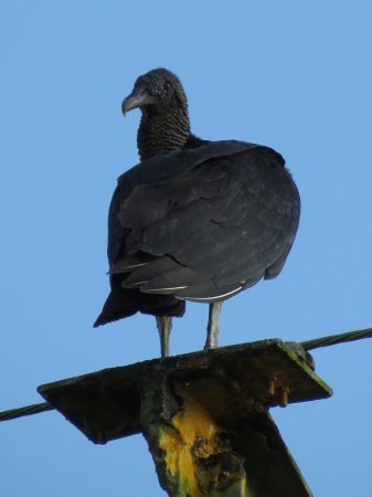 Photo (17): Black Vulture