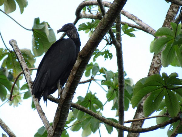 Photo (12): Black Vulture