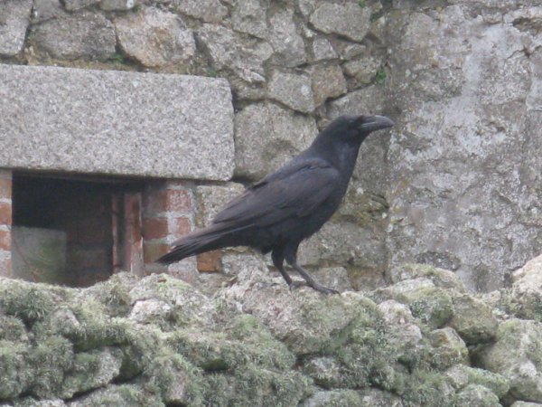 Photo (13): Common Raven