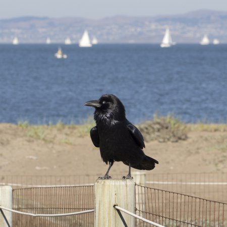 Photo (5): Common Raven