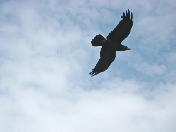 Photo (14): Common Raven