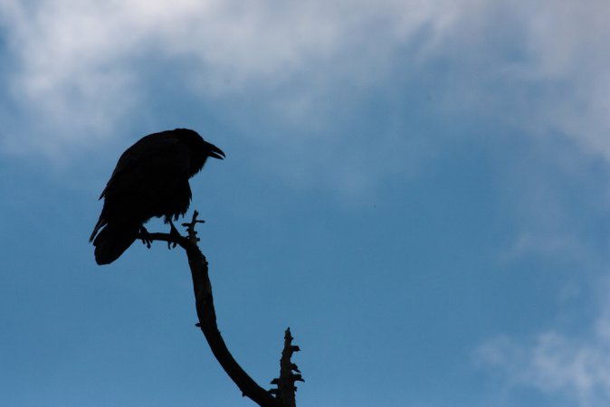 Photo (20): Common Raven