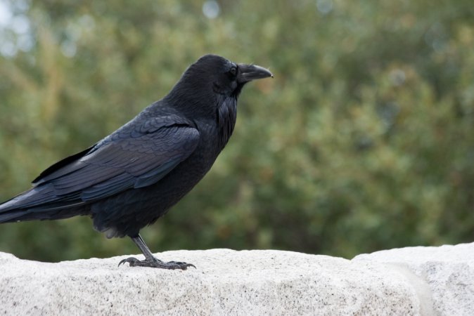 Photo (3): Common Raven