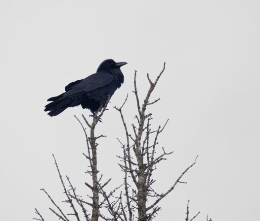 Photo (21): Common Raven