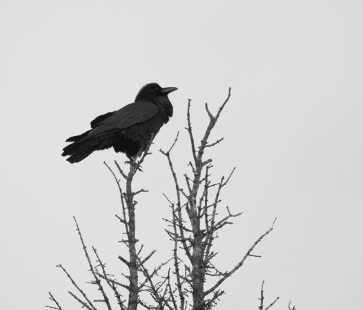 Photo (15): Common Raven