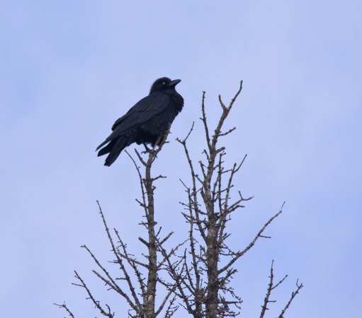 Photo (18): Common Raven