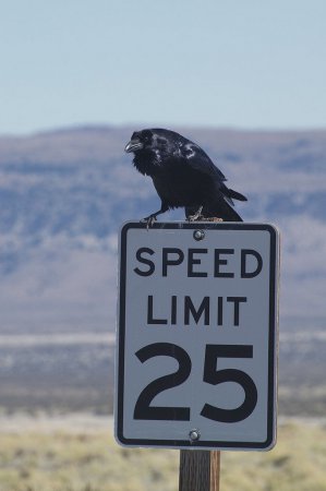 Photo (17): Common Raven