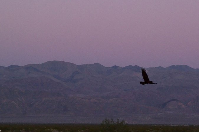 Photo (19): Common Raven