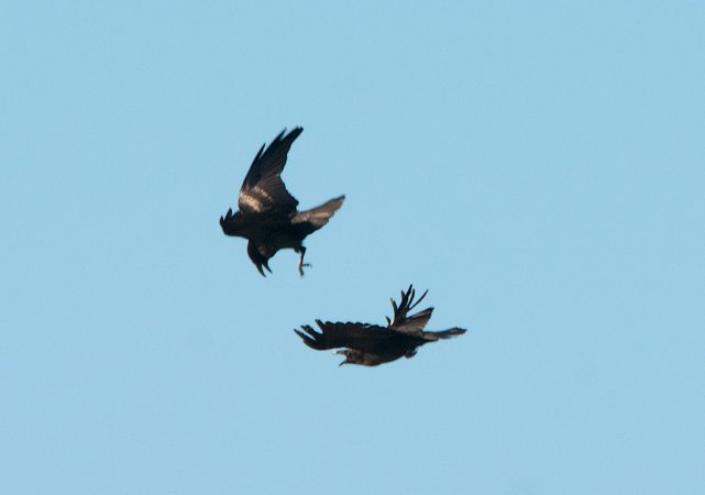 Photo (16): Common Raven