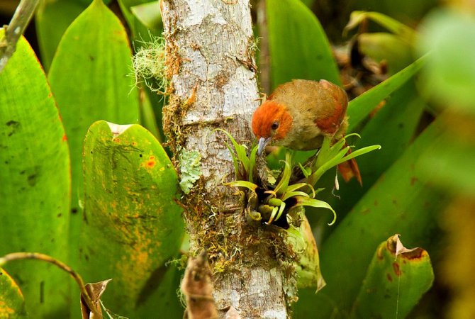 Photo (1): Red-faced Spinetail