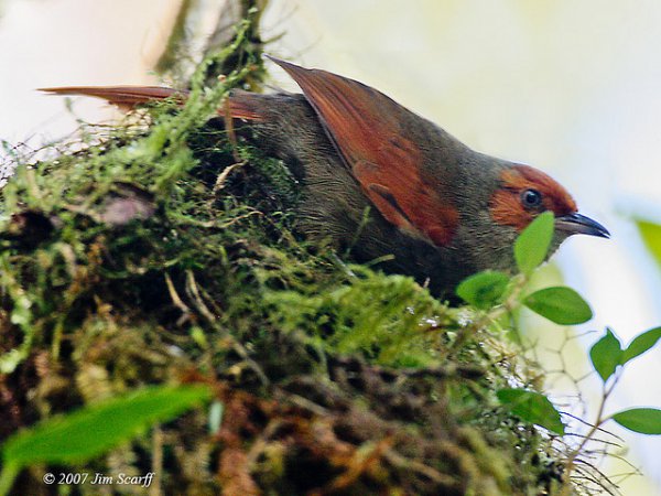 Photo (2): Red-faced Spinetail