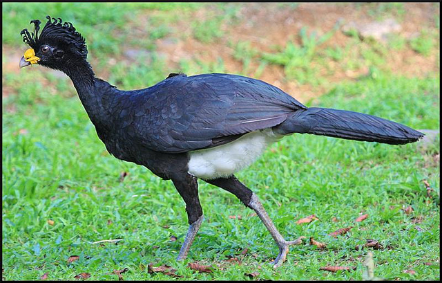 Photo (1): Great Curassow