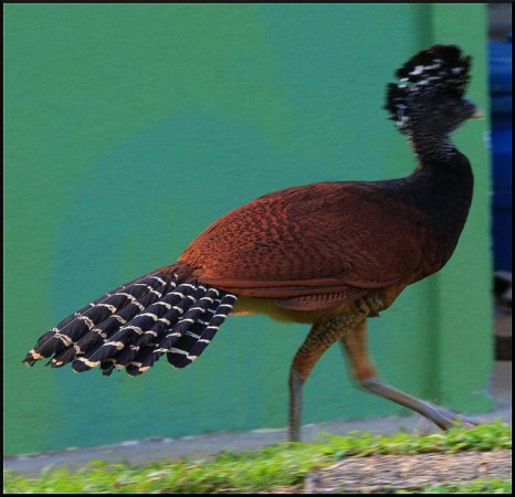 Photo (6): Great Curassow