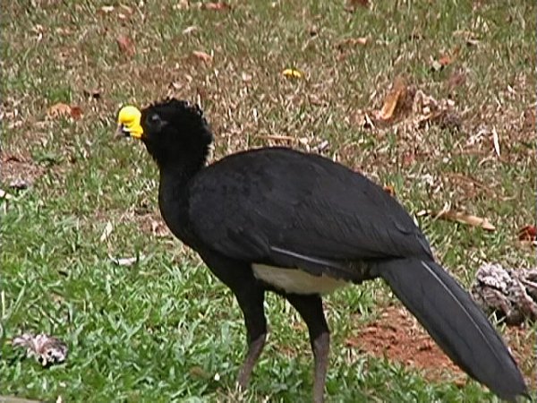 Photo (13): Great Curassow