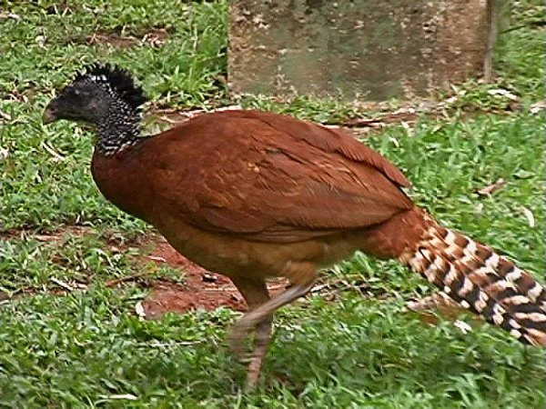 Photo (10): Great Curassow