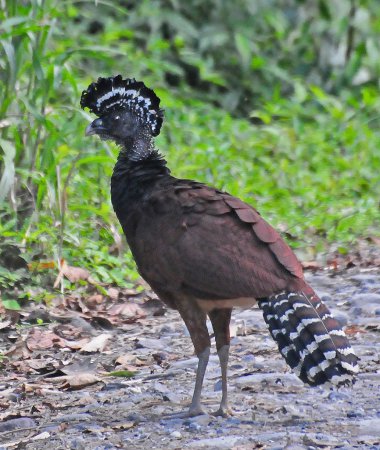 Photo (2): Great Curassow