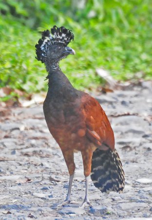 Photo (4): Great Curassow