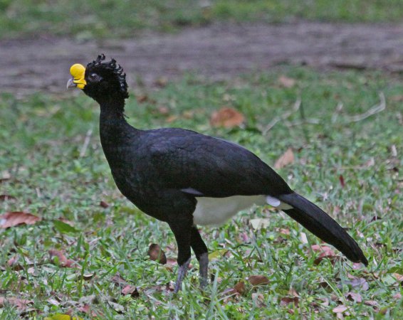 Photo (7): Great Curassow