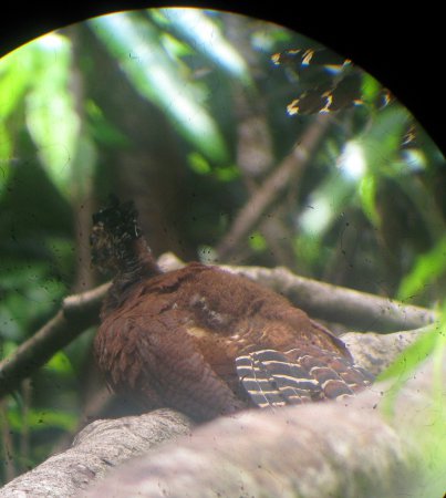 Photo (14): Great Curassow