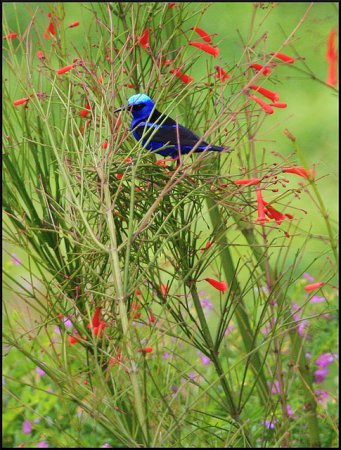 Photo (4): Red-legged Honeycreeper