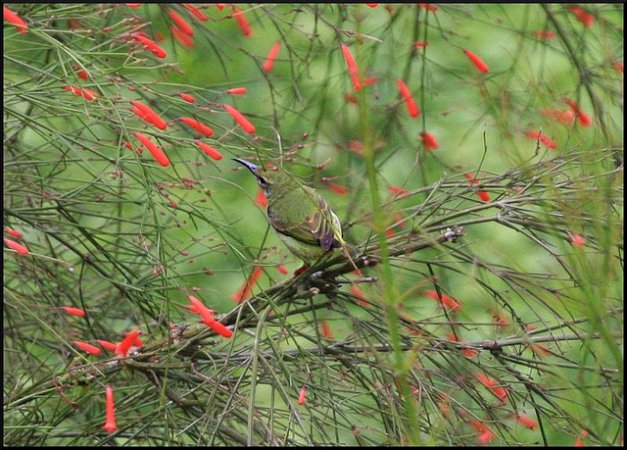 Photo (11): Red-legged Honeycreeper