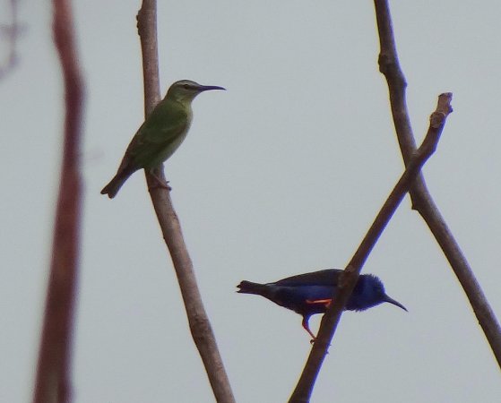 Photo (17): Red-legged Honeycreeper