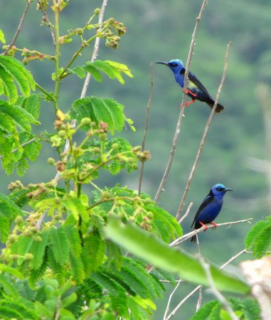 Photo (7): Red-legged Honeycreeper