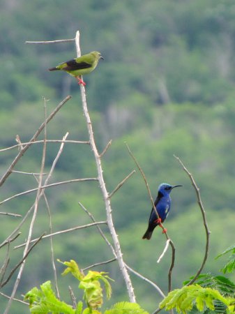 Photo (13): Red-legged Honeycreeper