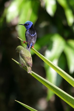 Photo (21): Red-legged Honeycreeper