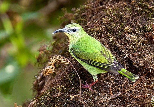 Photo (15): Red-legged Honeycreeper