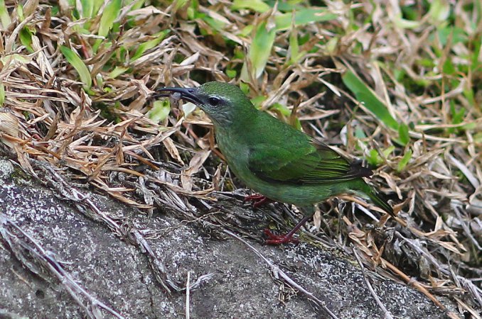 Photo (9): Red-legged Honeycreeper