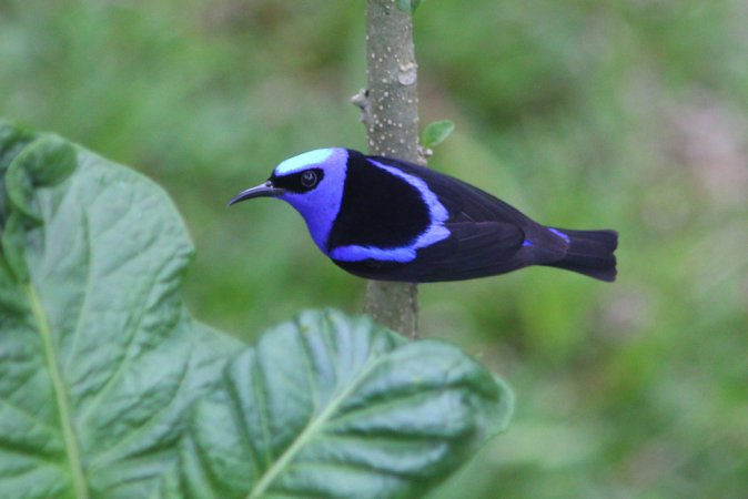 Photo (3): Red-legged Honeycreeper