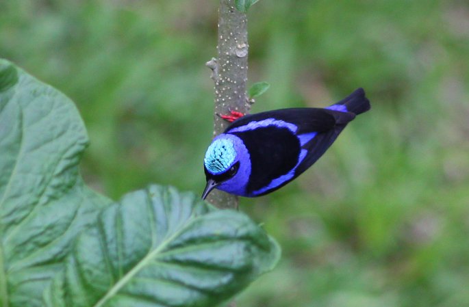 Photo (16): Red-legged Honeycreeper