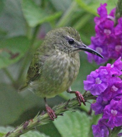 Photo (5): Red-legged Honeycreeper