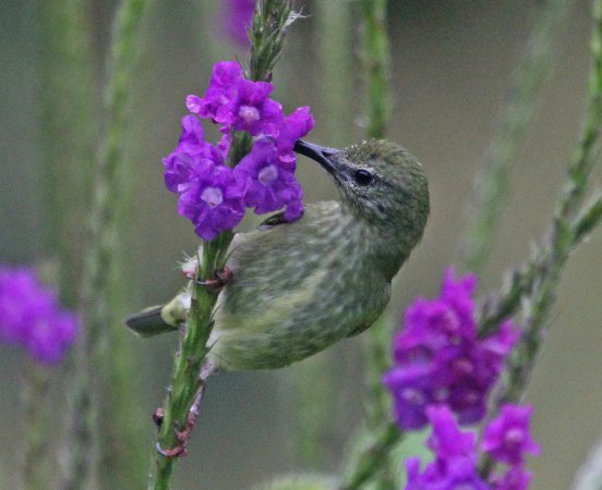 Photo (12): Red-legged Honeycreeper